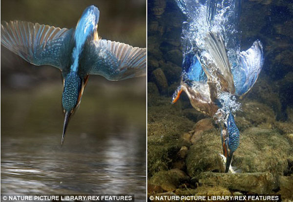The kingfisher spots a fish below the surface and takes a premise aim (L) before entering the water like a dart by tucking in its wings to snap up its catch. [CRIOnline/Agencies]