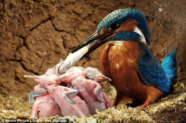 Mum and Dad take it in turns to find fish for their chicks. Here the male brings his catch back to the nest. [CRIOnline/Agencies]