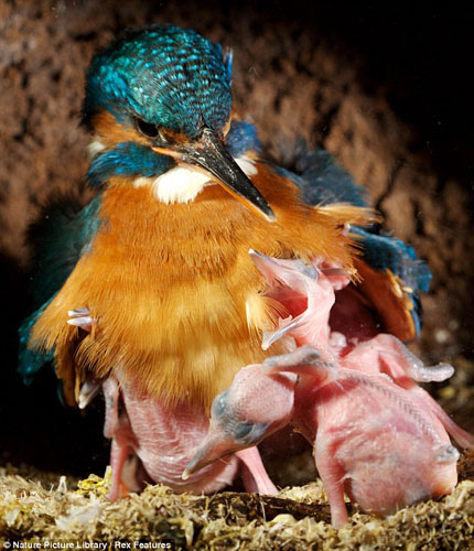 All that eating is tiring work. Their appetites satisfied, the kingfisher chicks are ready for a rest. One even appears to be yawning in its mum's direction. [CRIOnline/Agencies]