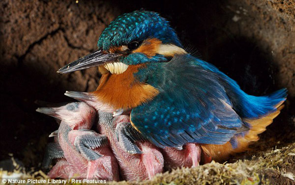 The chicks settle down to sleep under their father's warm plumage. [CRIOnline/Agencies]