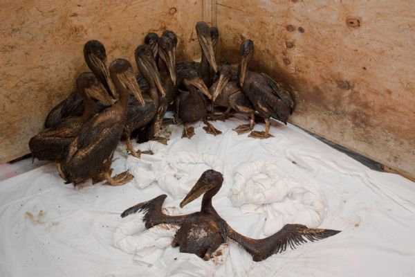 Handout photo of baby brown pelicans waiting to be cleaned at the Fort Jackson International Bird Rescue Research Center in Buras A group of baby brown pelicans wait in a holding pen to be cleaned by volunteers at the Fort Jackson International Bird Rescue Research Center in Buras, Louisiana on June 20, 2010. Members of the Tri-State Bird Rescue and Research team work to clean birds covered in oil from the Deepwater Horizon wellhead. The BP leased Deepwater Horizon oil platform exploded on April 20, 2010 and sank after burning. Picture taken June 20, 2010. (Xinhua/Reuters)