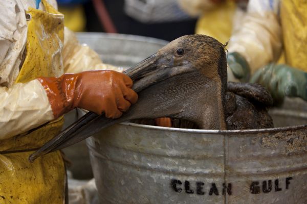 A brown pelican is cleaned at the Fort Jackson International Bird Rescue Research Center in Buras Methyl soyate is applied to a brown pelican as a first step to loosen the oil before washing it with water and soap at the Fort Jackson International Bird Rescue Research Center in Buras, Louisiana on June 20, 2010. Members of the Tri-State Bird Rescue and Research team work to clean birds covered in oil from the Deepwater Horizon wellhead. The BP leased Deepwater Horizon oil platform exploded on April 20 and sank after burning. Picture taken June 20, 2010. (Xinhua/Reuters)