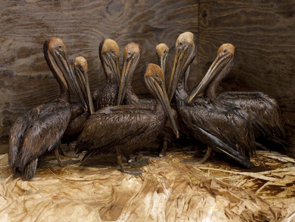 Adult brown pelicans wait to be cleaned at the Fort Jackson International Bird Rescue Research Center in Buras Adult brown pelicans wait in a holding pen to be cleaned by volunteers at the Fort Jackson International Bird Rescue Research Center in Buras, Louisiana on June 20, 2010. Members of the Tri-State Bird Rescue and Research team work to clean birds covered in oil from the Deepwater Horizon wellhead. The BP leased Deepwater Horizon oil platform exploded on April 20 and sank after burning. Picture taken June 20, 2010. (Xinhua/Reuters)