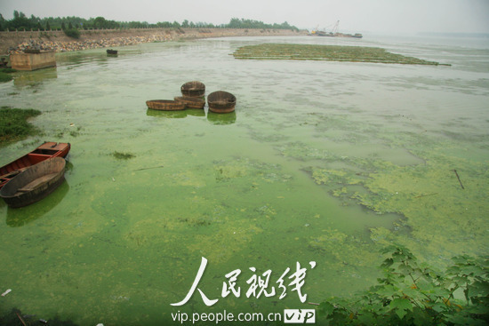 A large expanse of blue-green algae is seen floating on the surface of Shuangqiao River, which belongs to eastern half of Chaohu Lake in Hefei, capital of east China's Anhui Province, June 22, 2010.