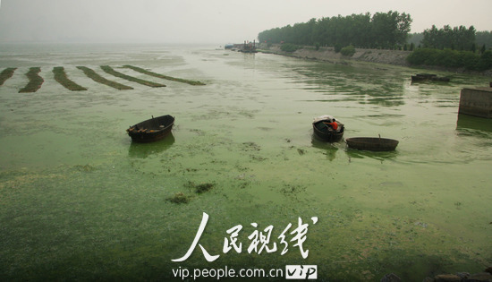 A large expanse of blue-green algae is seen floating on the surface of Shuangqiao River, which belongs to eastern half of Chaohu Lake in Hefei, capital of east China's Anhui Province, June 22, 2010.