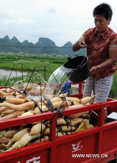 A villager cleans the freshly harvested lotus roots in Huaihong Village of Liujiang County, southwest China's Guangxi Zhuang Autonomous Region, June 24, 2010.