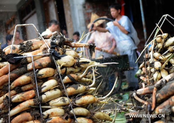 Villagers wrap the freshly harvested lotus roots for sale in Huaihong Village of Liujiang County, southwest China's Guangxi Zhuang Autonomous Region, June 24, 2010. 