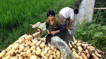 Lotus root harvest in SW China