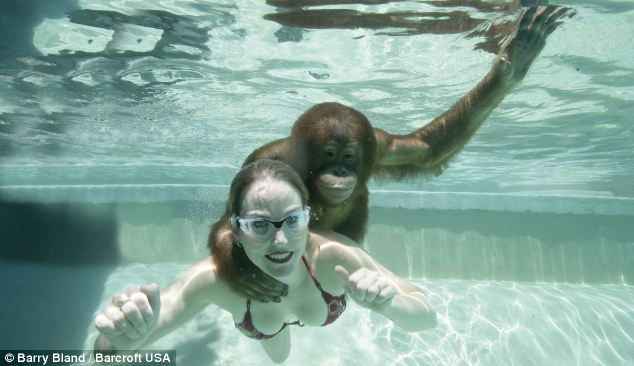 Suryia, a seven-year-old orangutan, dives into a pool with his trainer Moksha Bybee at Myrtle Beach Safari in South Carolina. [sina.com.cn]