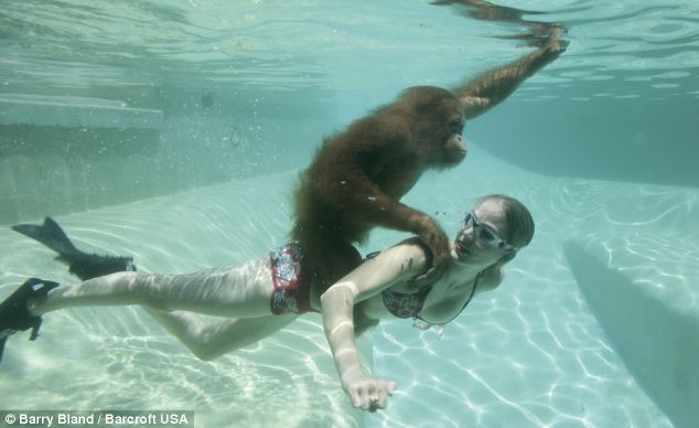 Suryia, a seven-year-old orangutan, dives into a pool with his trainer Moksha Bybee at Myrtle Beach Safari in South Carolina. [sina.com.cn]