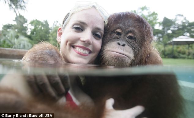 Suryia, a seven-year-old orangutan, dives into a pool with his trainer Moksha Bybee at Myrtle Beach Safari in South Carolina. [sina.com.cn]