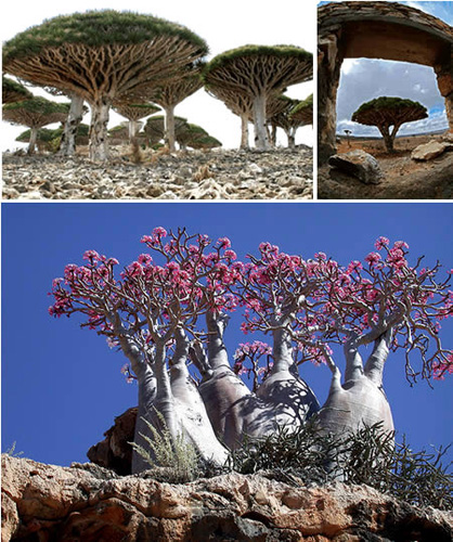 Socotra Island on the India Ocean [Photo Source: news.cn] 