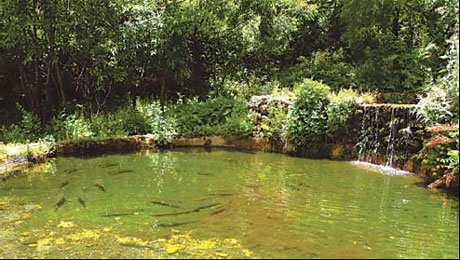 Lijiang trout swimming in a pond at the foot of Jade Dragon Snow Mountain. 