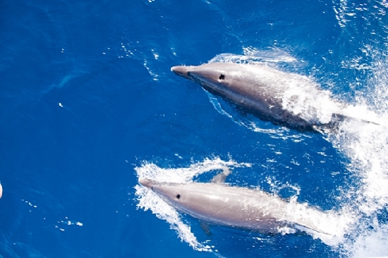 Dolphins in the Red Sea [File photo]