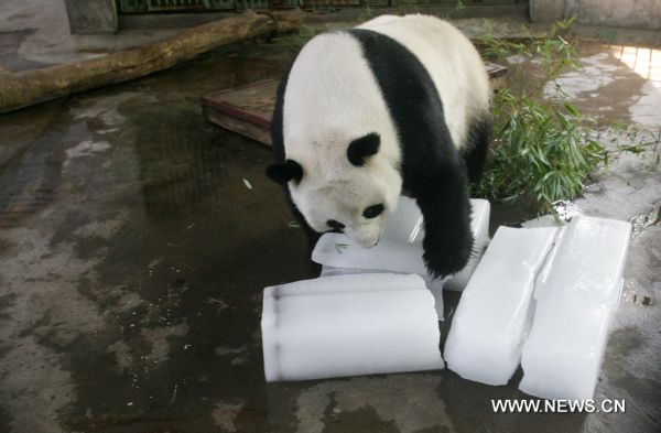 Giant panda Quanquan plays with ice blocks at the Jinan zoo in Jinan, capital of east China&apos;s Shandong Province, June 28, 2010. An orange alarm of high temperature was issued in Jinan by the local meteorological department as the highest temperature reached 36 degrees Celsius Monday. [Xinhua]