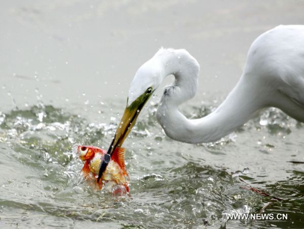 An egret catches fish at the Olympic park in Beijing, capital of China, June 28, 2010. (Xinhua/Wang Xibao) 