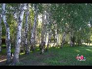 Silver birch forest [Photo by Li Shen]