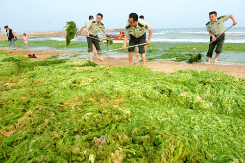 chinese beach covered in green algae