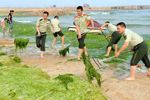 Police officers from Huangdao frontier guard bridgade clean green algae along the beach in Qingdao, east China's Shandong province, June 27, 2010. [Xinhua]