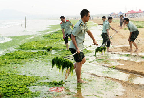 Police officers from Huangdao frontier guard bridgade clean green algae along the beach in Qingdao, east China's Shandong province, June 27, 2010. [Xinhua]