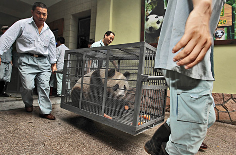 Workers move one of 10 pandas at Shanghai Zoo yesterday. [Shanghai Daily]