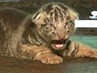 3 white tiger cubs newly born in India