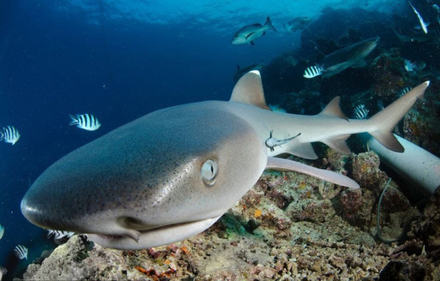 &apos;Beqa Adventure Divers&apos;, photographed by Alexander Safonov [news.cn]