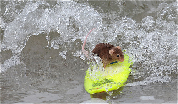 Shane Wilmott, 39, has trained a troupe of mice to surf. The creatures travel several feet on their little boards.[gb.cri.cn]