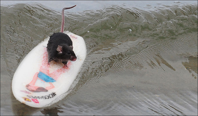 Shane Wilmott, 39, has trained a troupe of mice to surf. The creatures travel several feet on their little boards.[gb.cri.cn]