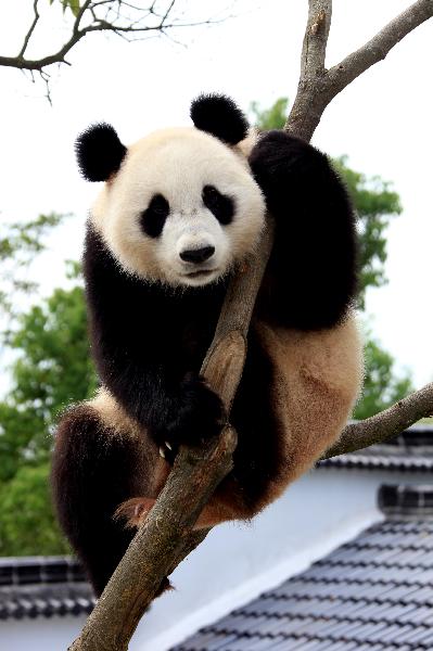 A giant panda plays on a tree at the panda park in Xiuning, east China's Anhui Province, June 30, 2010. Three giant pandas, migranted from Ya'an of southwest China's Sichuan, have lived in Xiuning for more than two months and adapted well to the new environment. [Xinhua] 