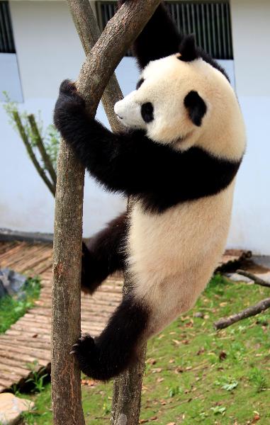 A giant panda plays on a tree at the panda park in Xiuning, east China's Anhui Province, June 30, 2010. N, June 30, 2010. Three giant pandas, migranted from Ya'an of southwest China's Sichuan, have lived in Xiuning for more than two months and adapted well to the new environment. [Xinhua]