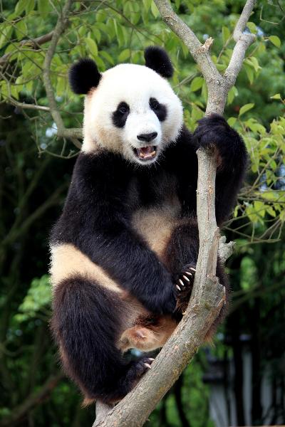 A giant panda plays on a tree at the panda park in Xiuning, east China's Anhui Province, June 30, 2010. [Xinhua] 