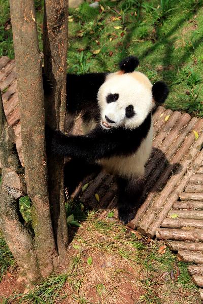 A giant panda plays on a tree at the panda park in Xiuning, east China's Anhui Province, June 30, 2010. [Xinhua]