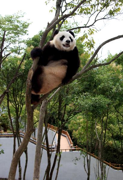 A giant panda plays on a tree at the panda park in Xiuning, east China's Anhui Province, June 30, 2010. Three giant pandas, migranted from Ya'an of southwest China's Sichuan, have lived in Xiuning for more than two months and adapted well to the new environment. [Xinhua] 