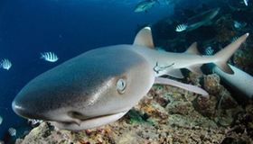 King in undersea world: Splendid photos of shark