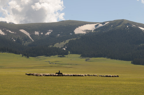 A shepherd is seen tending sheeps on the vast prairies. 
