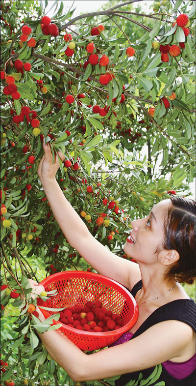 Waxberry picking tours are popular in early July when the fruit is in season. asianewsphoto