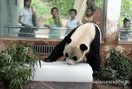A giant panda licks an ice block to remove summer heat at Wuhan Zoo, Central China’s Hubei province, July 1, 2010. As the city’s temperature rises up to 37 degree, the zoo has provided big ice blocks for the giant pandas to help them cool down. [Asianewsphoto]