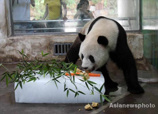 A giant panda eats bamboo on an ice block at Wuhan Zoo, Central China’s Hubei province, July 1, 2010. [Asianewsphoto]