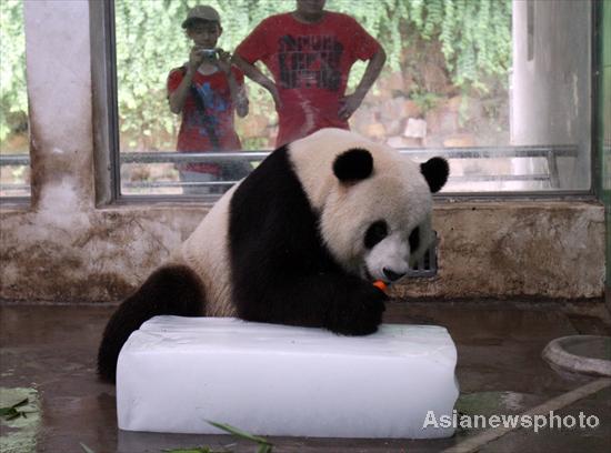 A giant panda eats a carrot while sitting on an ice block at Wuhan Zoo, Central China’s Hubei province, July 1, 2010. [Asianewsphoto]