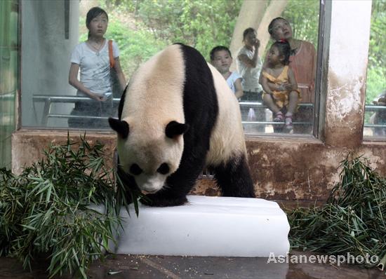 A giant panda stands on an ice block to cool down at Wuhan Zoo, Central China’s Hubei province, July 1, 2010. [Asianewsphoto]