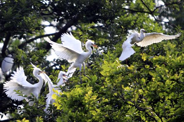 Little egrets are seen in the wood at the Wan&apos;an Town of Xiuning County, east China&apos;s Anhui Province, July 1, 2010. [Xinhua] 