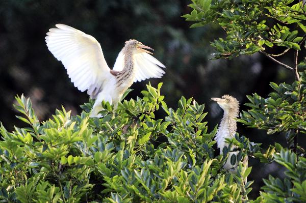 Two little Chinese pond herons are seen in the wood at the Wan&apos;an Town of Xiuning County, east China&apos;s Anhui Province, July 1, 2010. [Xinhua] 