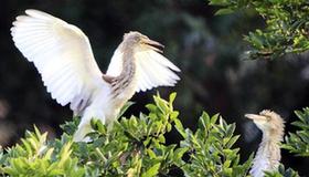Chinese pond herons seen in E China