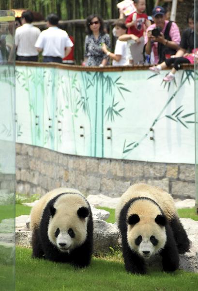 Pandas enjoy sound habitat at World Expo Pandas Pavilion of Shanghai Wild Animal Park