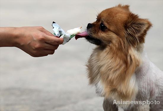 A pet dog eats ice cream to cool itself from the hot weather in Beijing on July 4, 2010. [China Daily/Asianewsphoto]