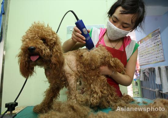 A worker in a pet shop cuts a dog&apos;s fur to prevent it from over-heating in the summer in Huaibei city in East China&apos;s Anhui province, July 4, 2010. [China Daily/Asianewsphoto]