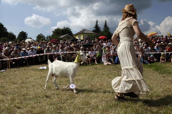 A goat called Bertalyte is judged during a goat &apos;beauty contest&apos; in Ramygala, about 150 km (93 miles) from the capital Vilnius, July 5, 2010.[Xinhua/Reuters]