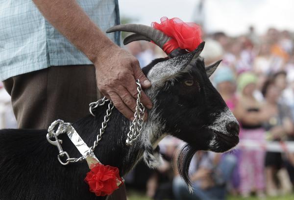 A goat and its owner wait for the judges&apos; results during a goat &apos;beauty contest&apos; in Ramygala, about 150 km (93 miles) from the capital Vilnius, July 5, 2010.[Xinhua/Reuters]