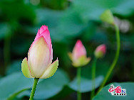 Lotuses are in full bloom again at the Old Summer Palace. The Old Summer Palace, or Garden of Eternal Brightness, is holding its 15th annual Lotus Festival. The event runs from July 11 to Aug. 31, coinciding with the peak of the blooming water lilies and lotuses. [Photo by Jia Yunlong] 